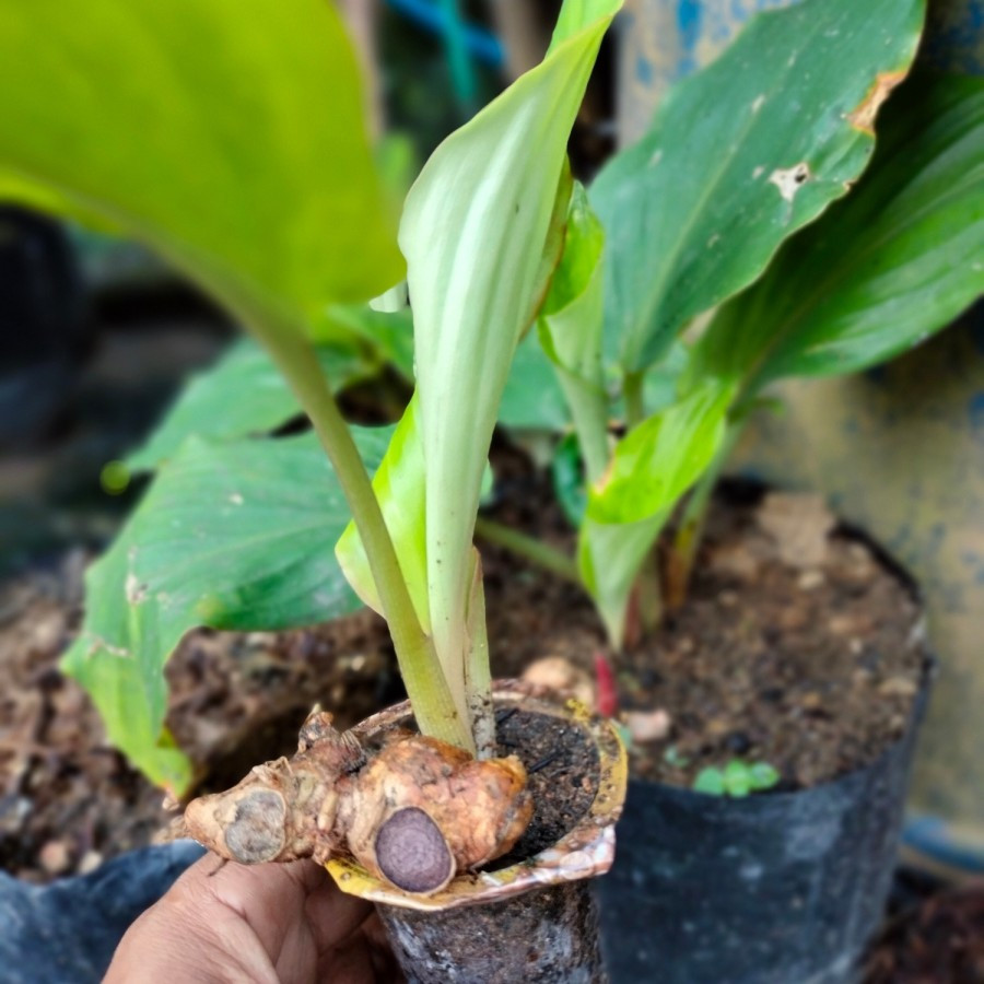 bibit kunyit hitam asli thailand