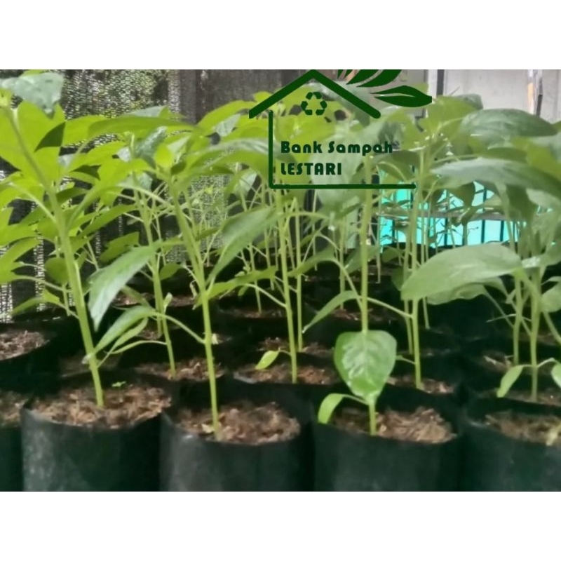 

bibit cabe rawit gunung khas lampung