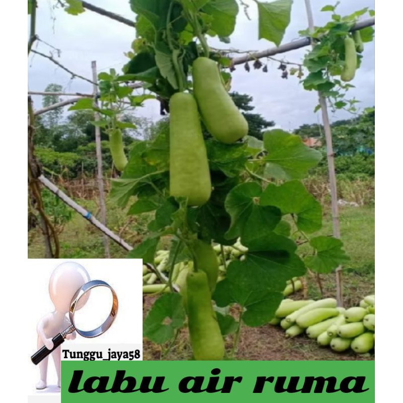 

VARIAN TERBARU!!! BENIH LABU AIR RUMA HIBRIDA F1 benih super sayuran