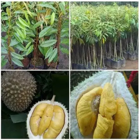 PAKET 2 Bibit Tanaman Durian Bawor Okulasi Bibit Durian Bawor Kaki 3 Duren 50cm-60cm