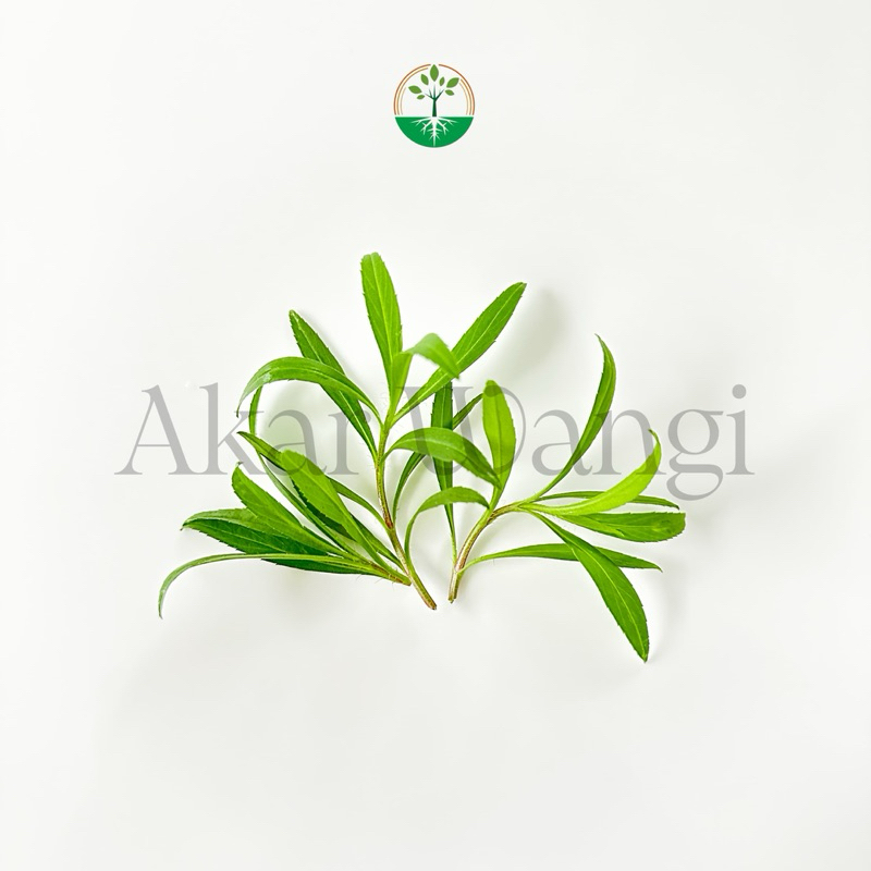 

Herb Series Taragon Akar Wangi