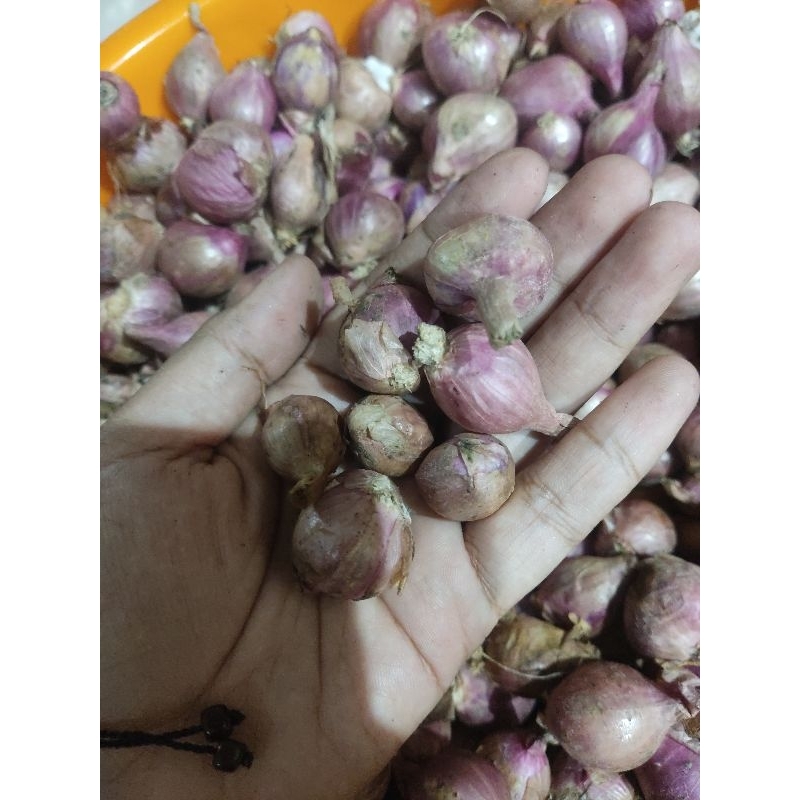 

Bawang merah murah meriah
