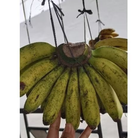 

pisang barangan