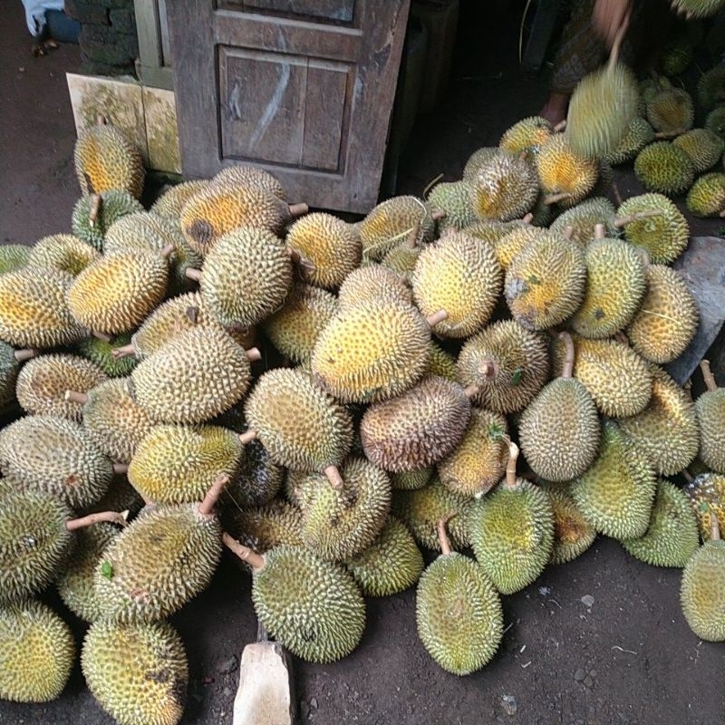 

durian sortir masih bagus|di jamin manis