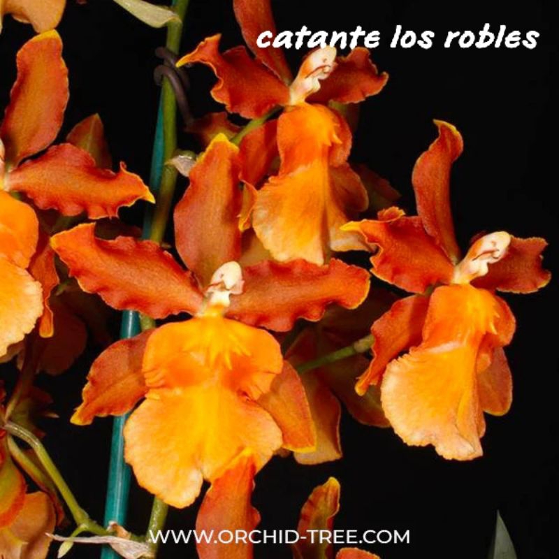 anggrek oncidium paket pra remaja