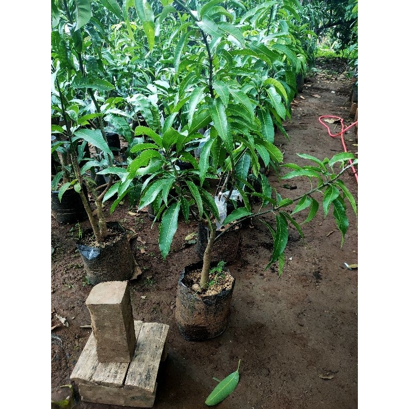 MANGGA KOMBINASI 2 JENIS