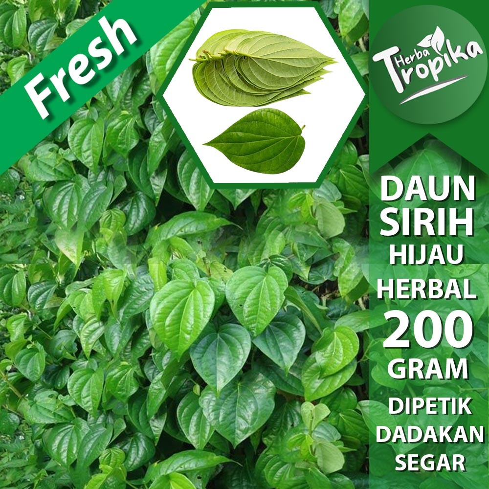 

Daun Sirih Segar 200 Gram Obat herbal Alami toko herba tropika