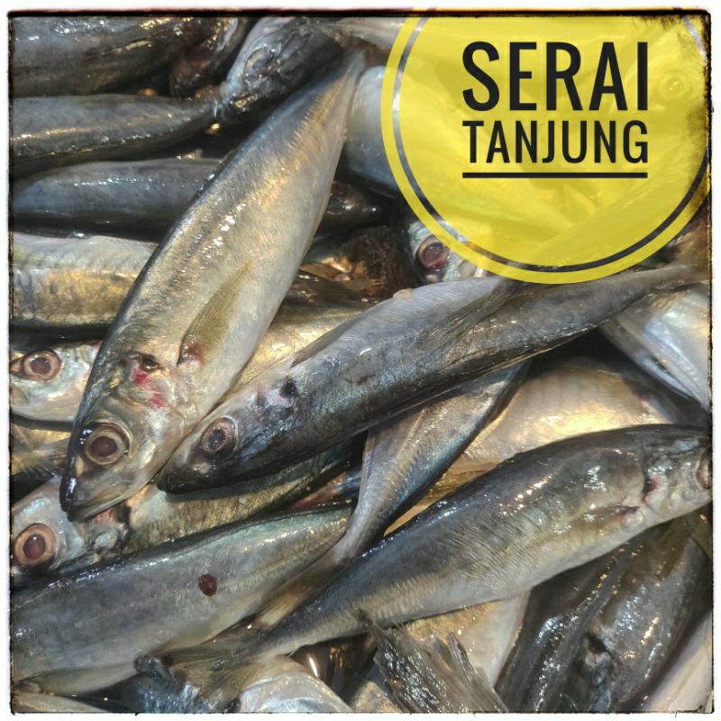 

IKAN LAUT ⫸ SERAI Tanjung 300 g, SERAI Padang 300 g, SARDEN 450 g, segar Instant Pekanbaru, pasar pagi
