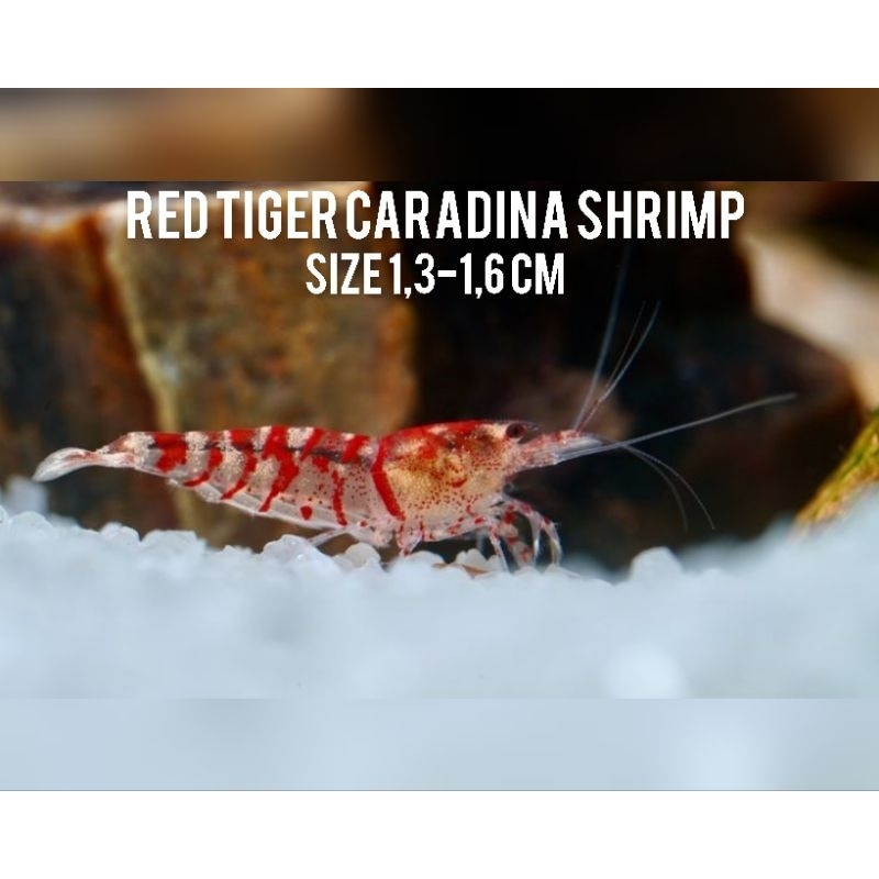 Udang hias red tiger caradina shrimp - udang hias aquascape - udang hias aquarium - hiasan aquarium