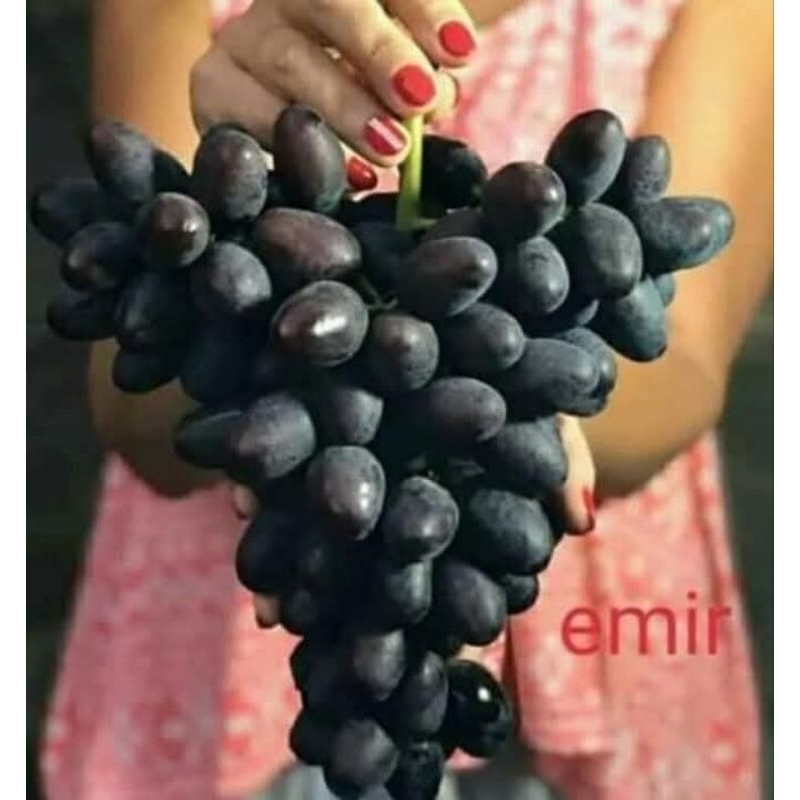 Bibit anggur EMIR  pemenang anggur terenak di kontes anggur ukraina