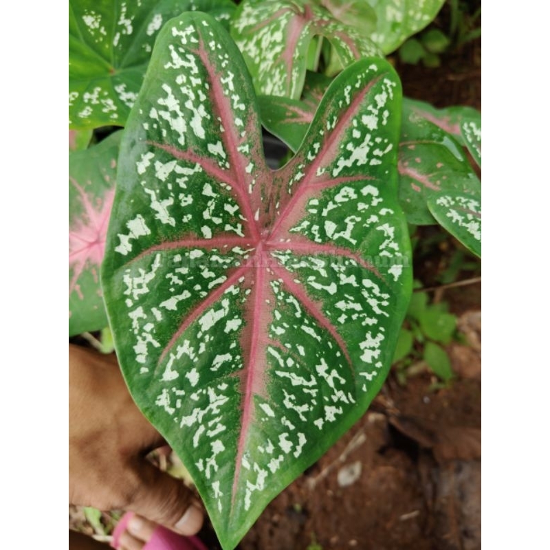 tanaman hias keladi redspider - tanaman keladi hias - tanaman hias keladi - keladi hias