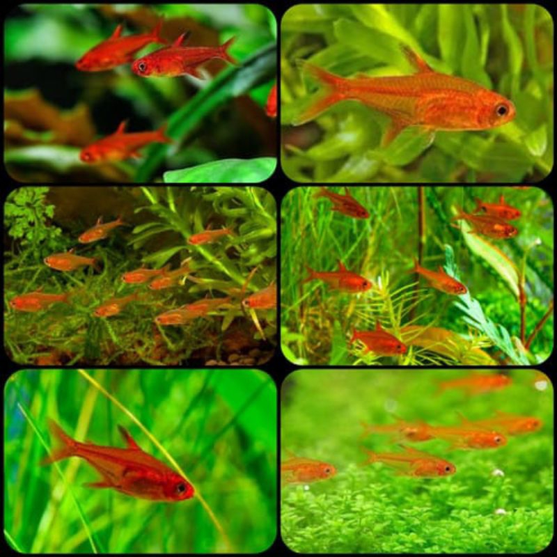 amandae hiasan aquarium