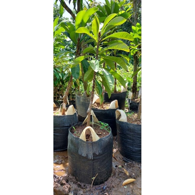 Bibit Mamey Sapote MAGANA // LORITO // Sawo Raksasa Unggulan (Packing Kayu)