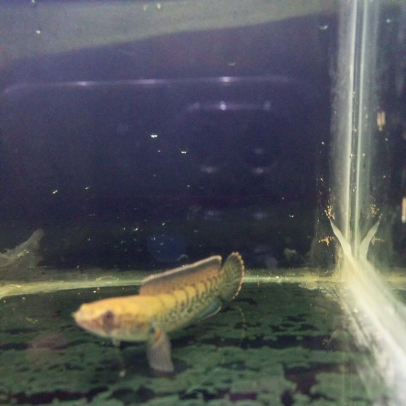 sticker chana andrao 4-5cm