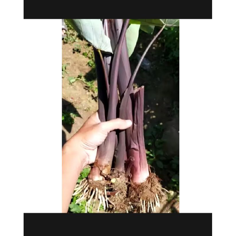 *Ready*Bibit Tanaman Talas lompong/ talas wulung/ Talas Ungu bibit Unggul siap Tanam/Talas hitam kim