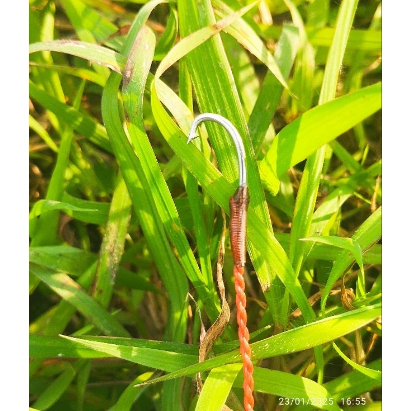 PANCING BELUT BABON BAJA MURAH