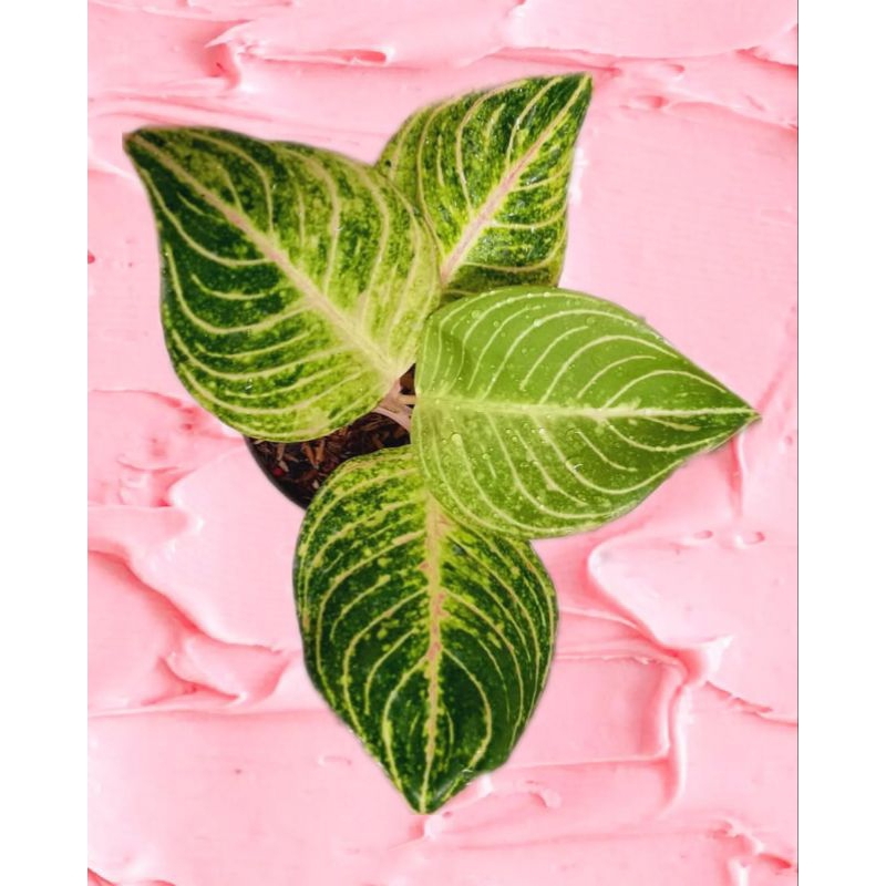 aglonema esmeralda koleksian