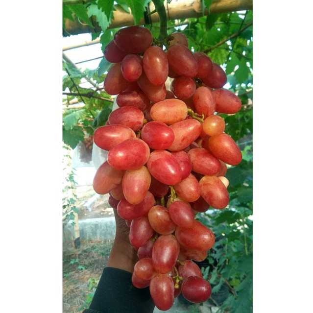 

bibit anggur warna buah merah #Cazanova