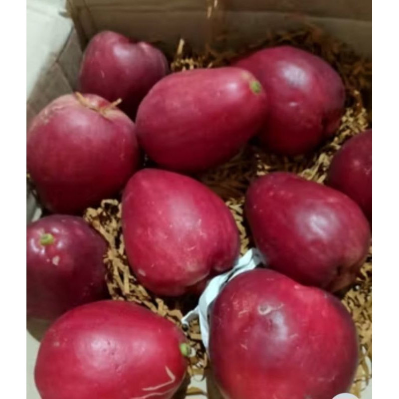 

jambu bol jamaicka fres langsung baru petik