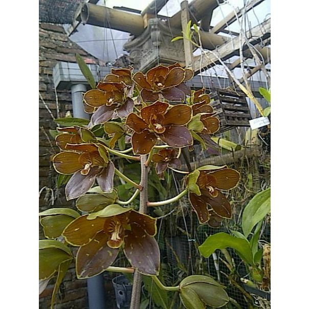 Grammatophyllum martae remaja
