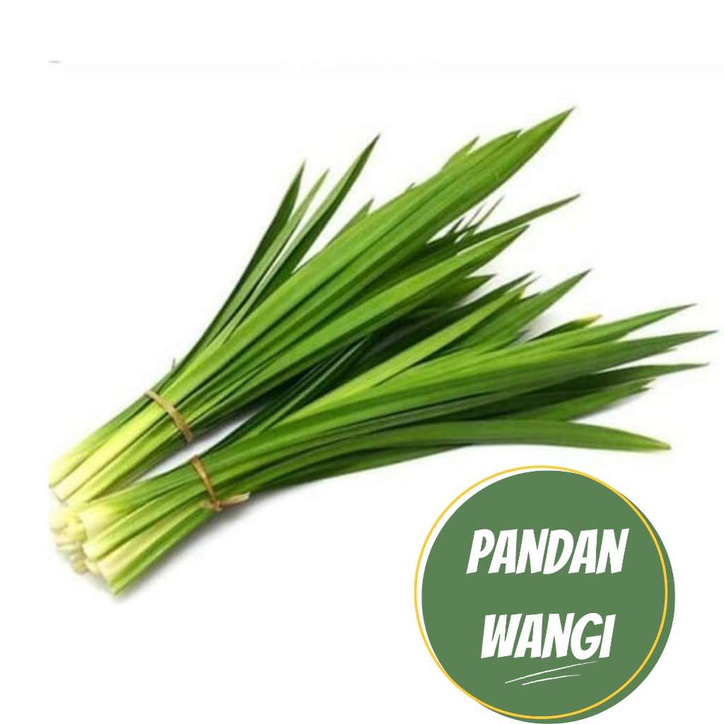 daun pandan wangi bibit pandan wangi