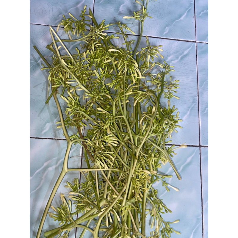 

Bunga Pepaya/Kembang Kates