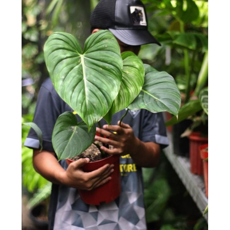 Philodendron McDowell