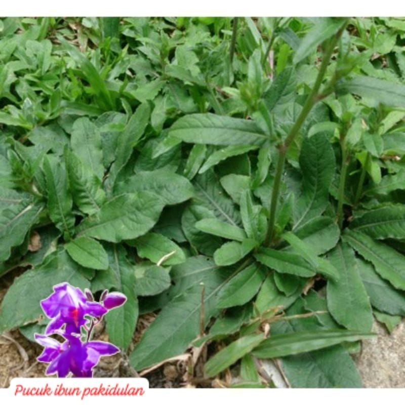 

daun tapak Liman/250g