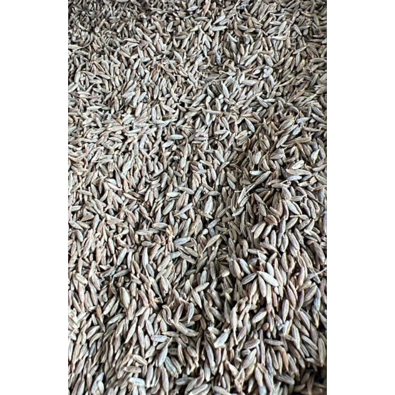 

Jintan putih / jintan india / cumin seeds 1kg /