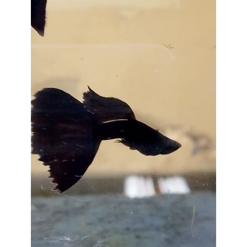 ikan hias/ikan guppy/ ikan guppy black Moskow