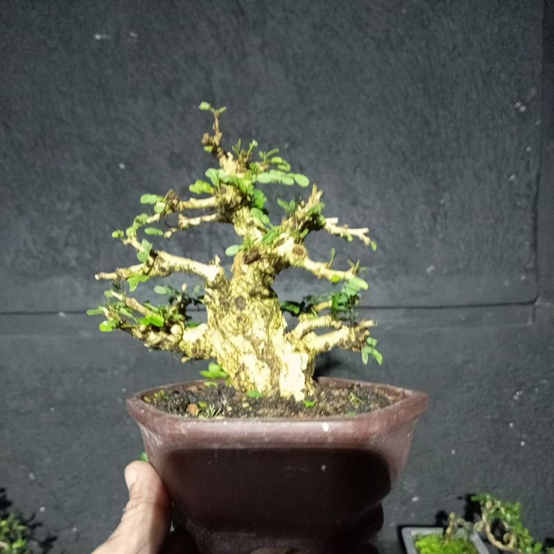 bonsai asem saraf