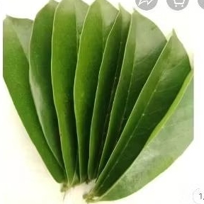 

DAUN SIRSAK SEGAR PETIK PAS ADA ORDER 50 LMBR