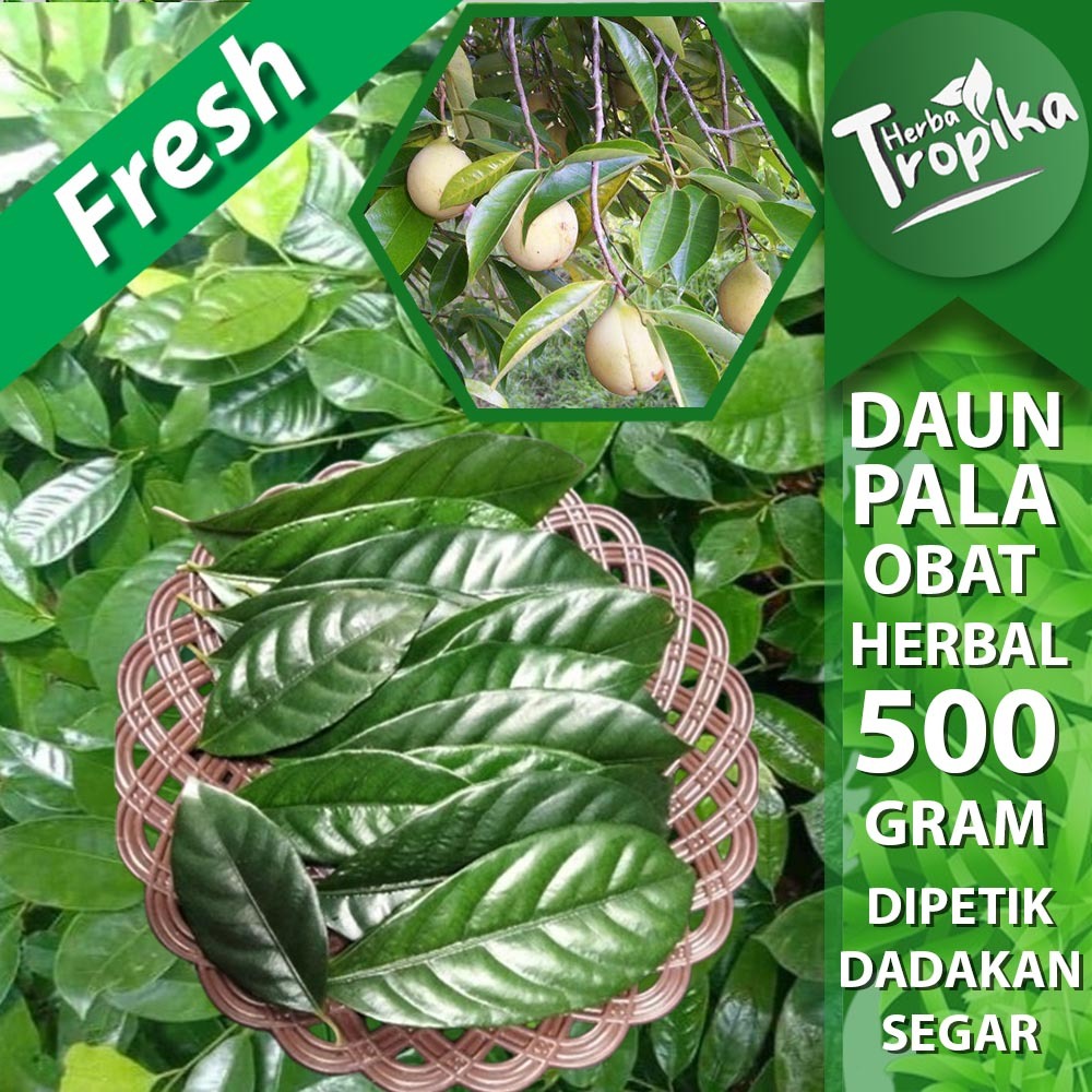 

Daun pala segar 500 gram herbal alami toko herba tropika