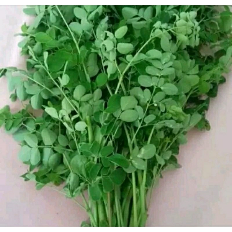 

Daun kelor segar satu tangkai