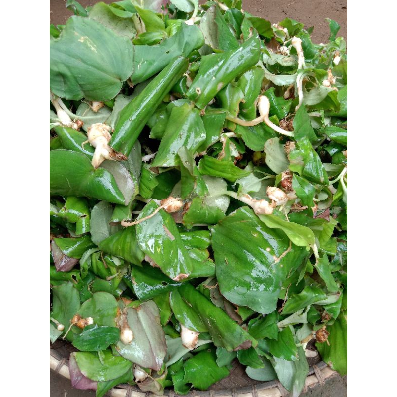 

10 Bibit Kencur Cikur Daun kencur Cikur segar