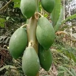 

PEPAYA MUDA PEPAYA SAYUR 500GRM