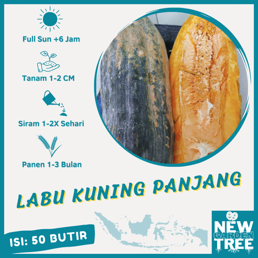 50 BIJI - BENIH LABU KUNING PANJANG UNGGUL