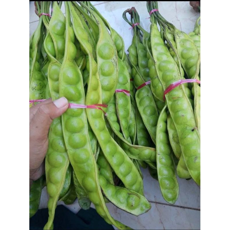 

PROMO Petai SEGAR asli BANYUWANGI 1 iket/10 papan bijinya besar