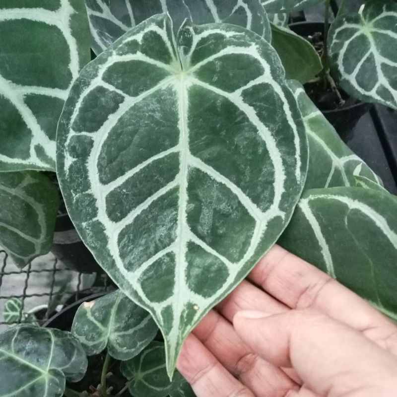 Anthurium MBR X Anthurium King Clarinervium