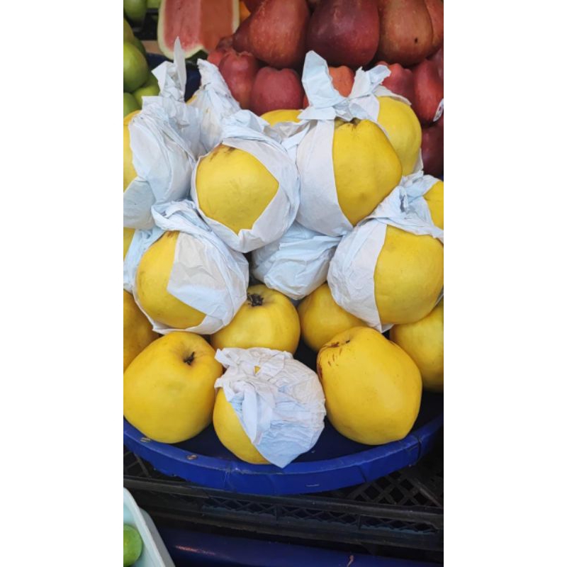 

Buah Safarjal/Quince perbiji bagus buat bumil { READY SIAP KIRIM }