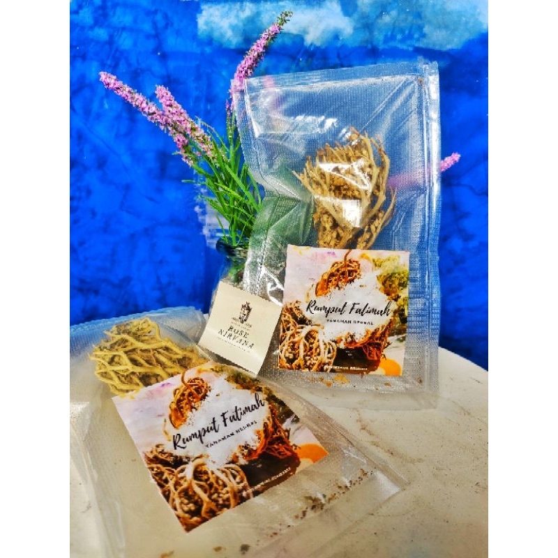 

TANAMAN HERBAL RUMPUT FATIMAH ASLI