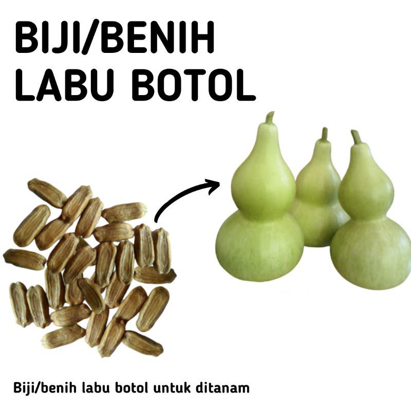 

BENIH LABU BOTOL)LABU GUCCI 50+