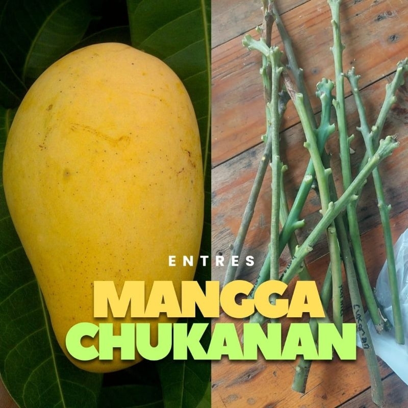 ENTRES MANGGA CHUKANAN