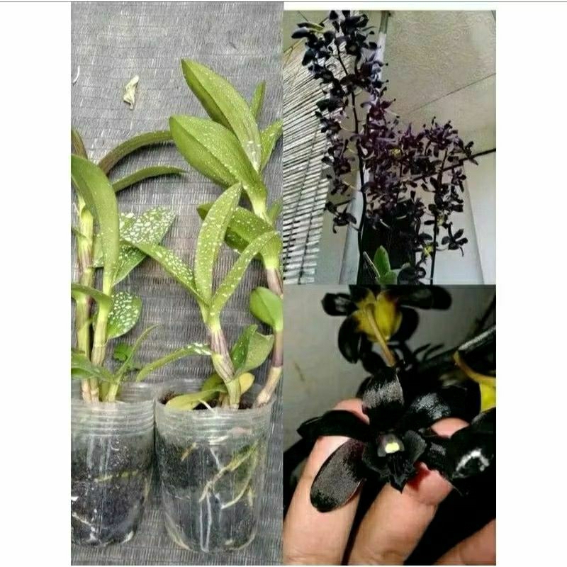 Bibit Anggrek Bunga Hitam Dewasa- Anggrek Black Hitam Pekat Niming Tanaman Hias