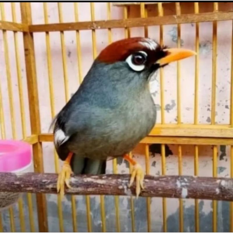 BURUNG POKSAY MANDARIN ORI jantan