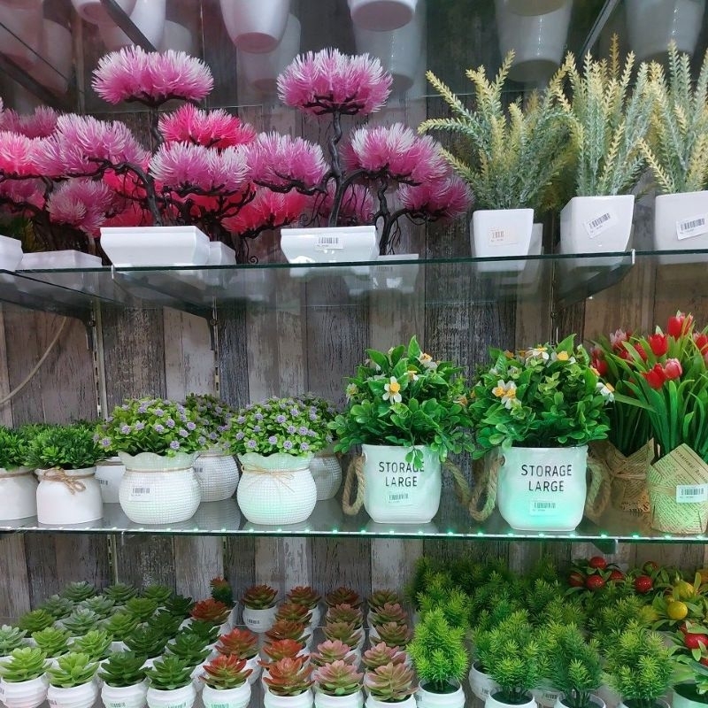 02 Bunga Hias Bunga Lidah Buaya Kecil Bunga Pajangan Bunga Aesthetic Bunga Hias Meja