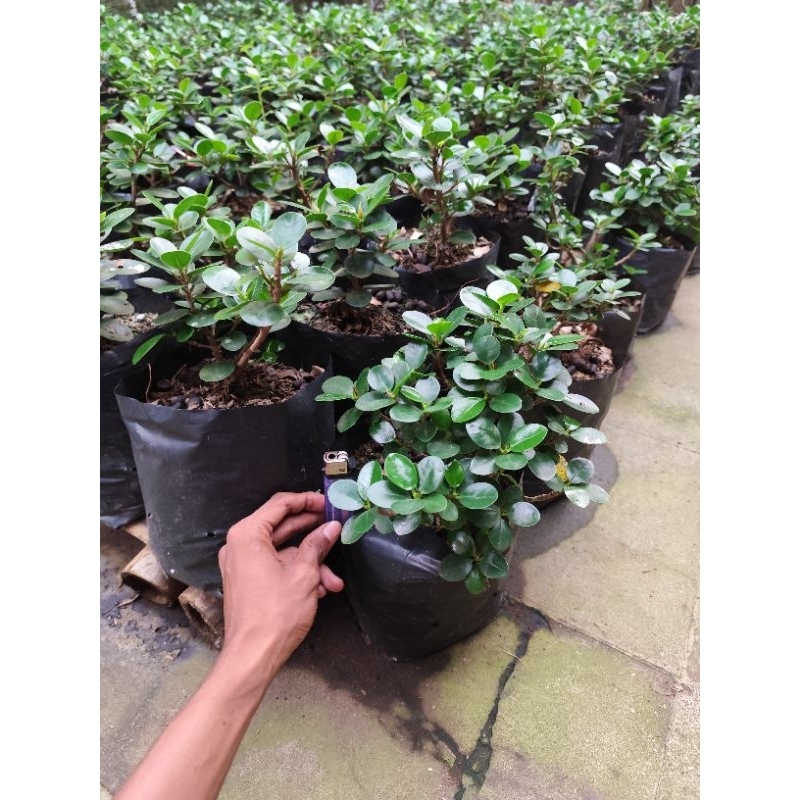 Dolar mangkok mikro ori