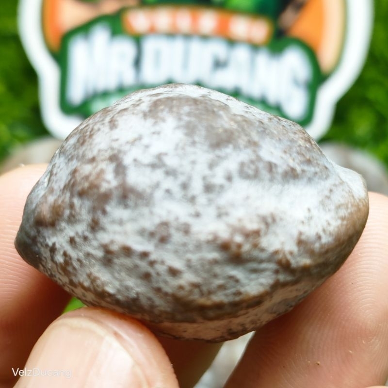 MUNCANG ADU JAYANTI SI HASEUM ORIGINAL