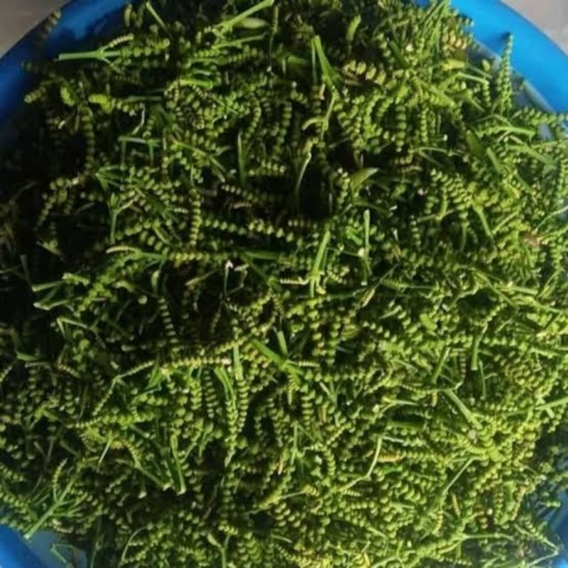 

Segar dan Lezat! Uceng Bunga Melinjo Segar, Nikmati Keunikan Rasa Alam!