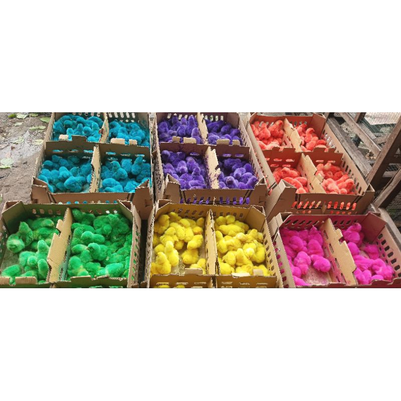 

(Grosir) Ayam warna 1 box - Ayam pelangi - ayam warna warni
